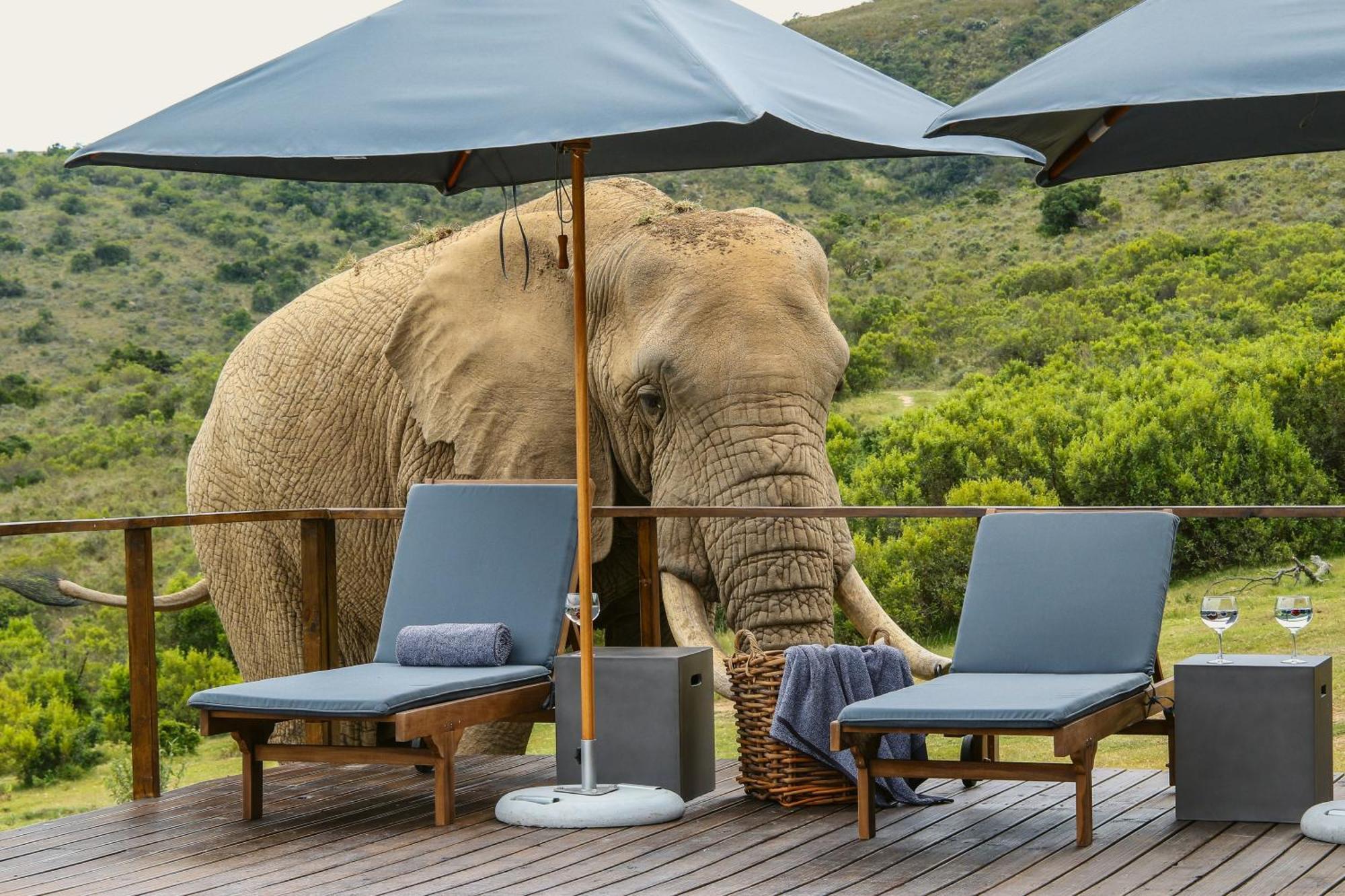 Barefoot Addo Elephant Lodge Exterior foto